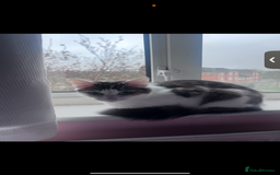 Domestic Shorthair cats for sale: Black, white, brown cat needs new loving home - Image 2