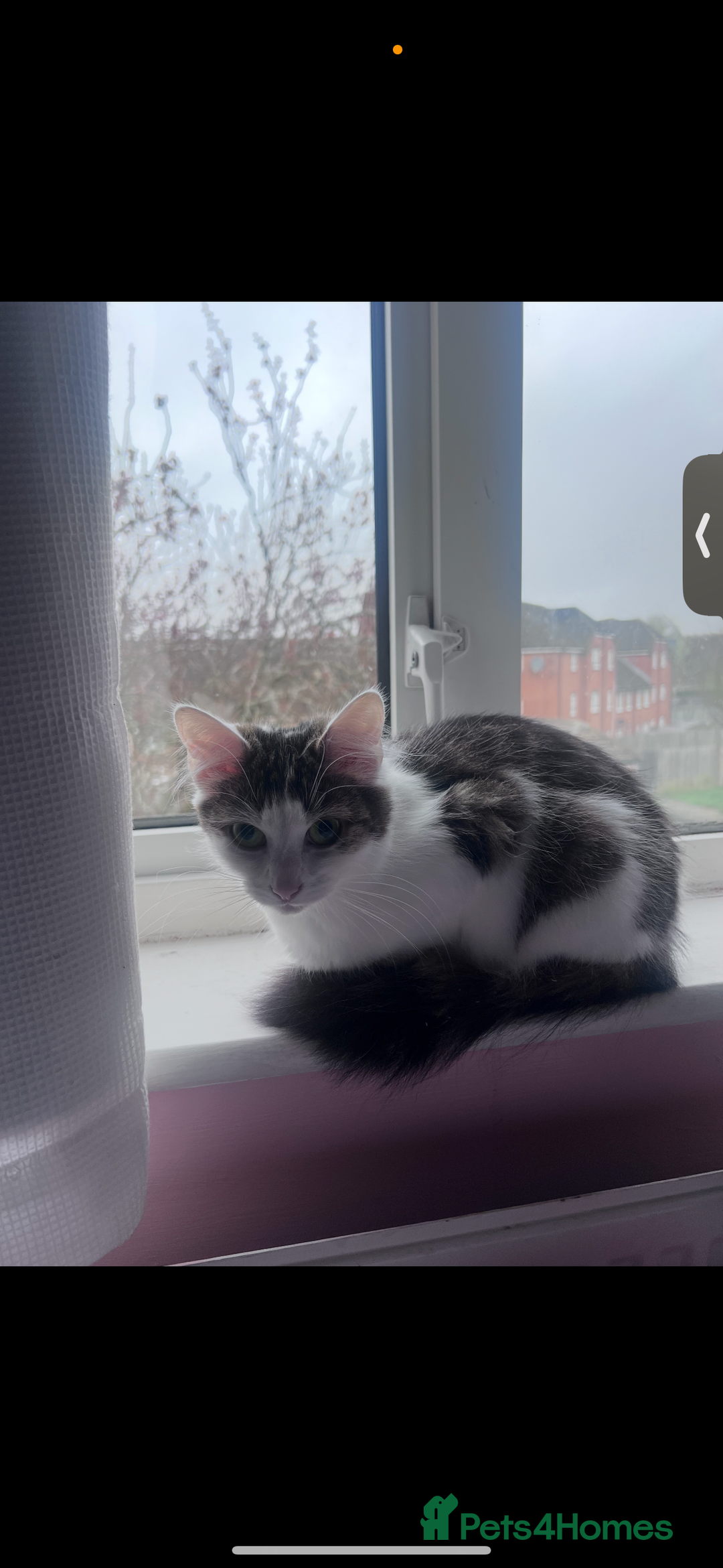 Domestic Shorthair cats for sale: Black, white, brown cat needs new loving home - Image 2