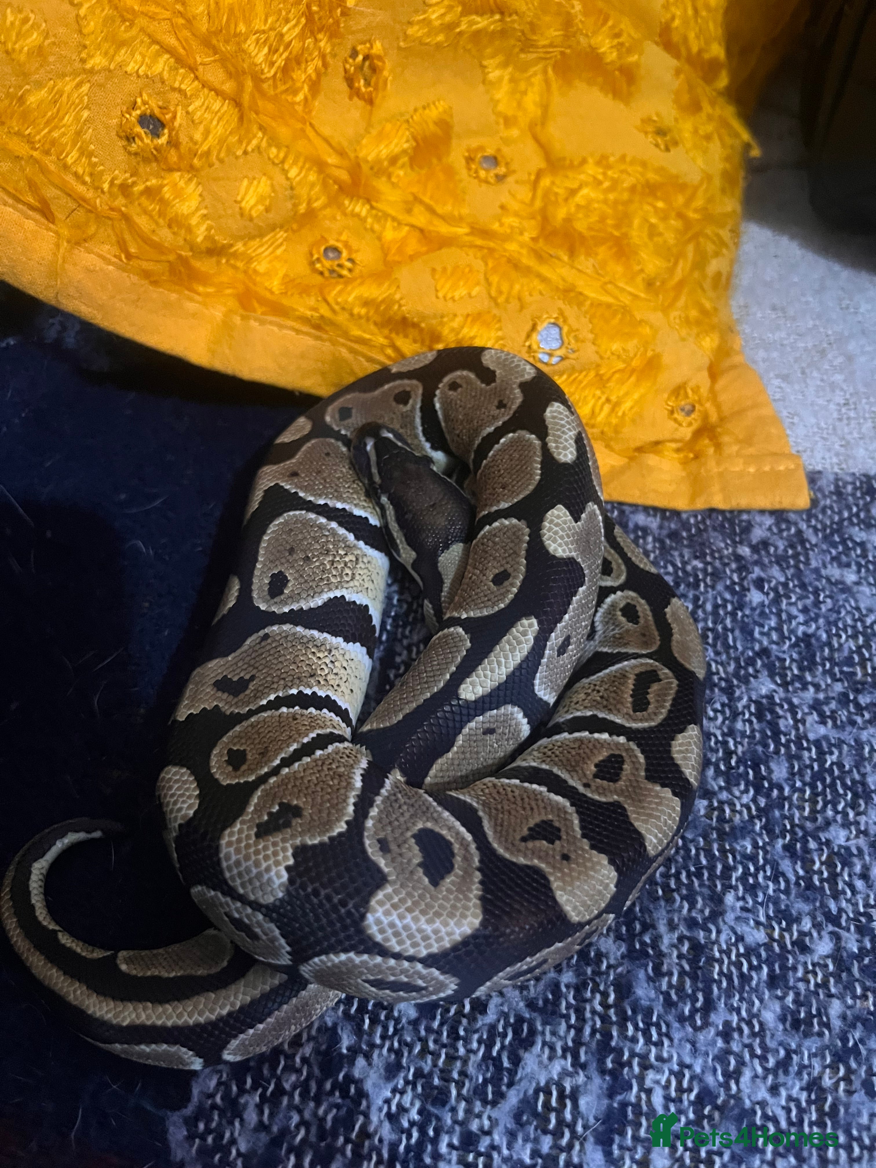Python Snake reptiles Very sweet ball python and tank and unit  - Advert 1