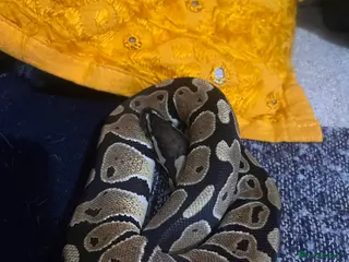 Python Snake reptiles Very sweet ball python and tank and unit - Advert 14
