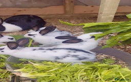 English Spot rabbits for sale: 6 Beautiful baby Rabbits for Sale - Image 7
