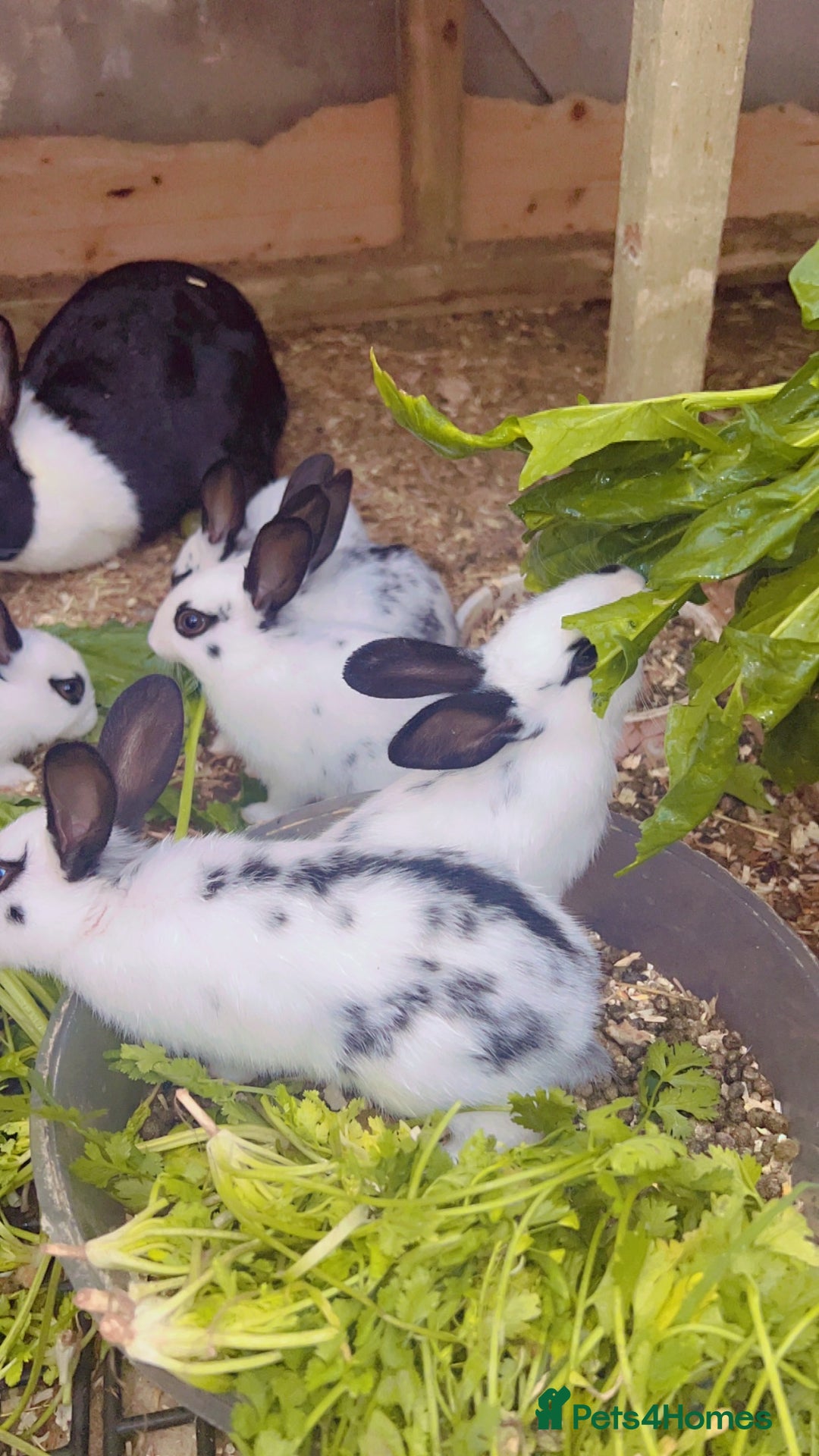 English Spot rabbits for sale: 6 Beautiful baby Rabbits for Sale - Image 7
