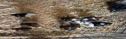 Jack Russell dogs for sale: Old fashion type Miniature jack russell puppies - Advert 24