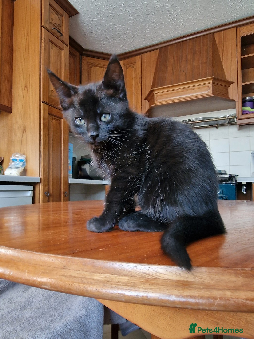 Maine Coon cats for sale: Gorgeous Maine Coon cross Bengal Kittens  - Image 11