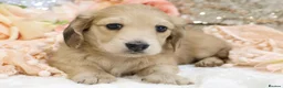 Miniature Dachshund dogs for sale: Shaded Cream Male - Advert 13