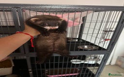 Ferret rodents for sale: Lovely jill couple (PRICE INCLUDES CAGE & ACC.) - Image 2