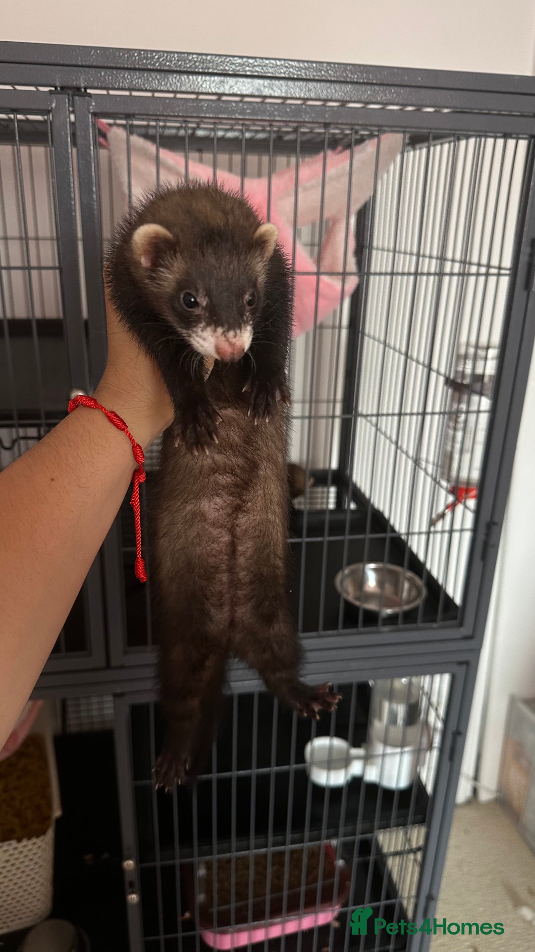 Ferret rodents for sale: Lovely jill couple (PRICE INCLUDES CAGE & ACC.) - Image 2