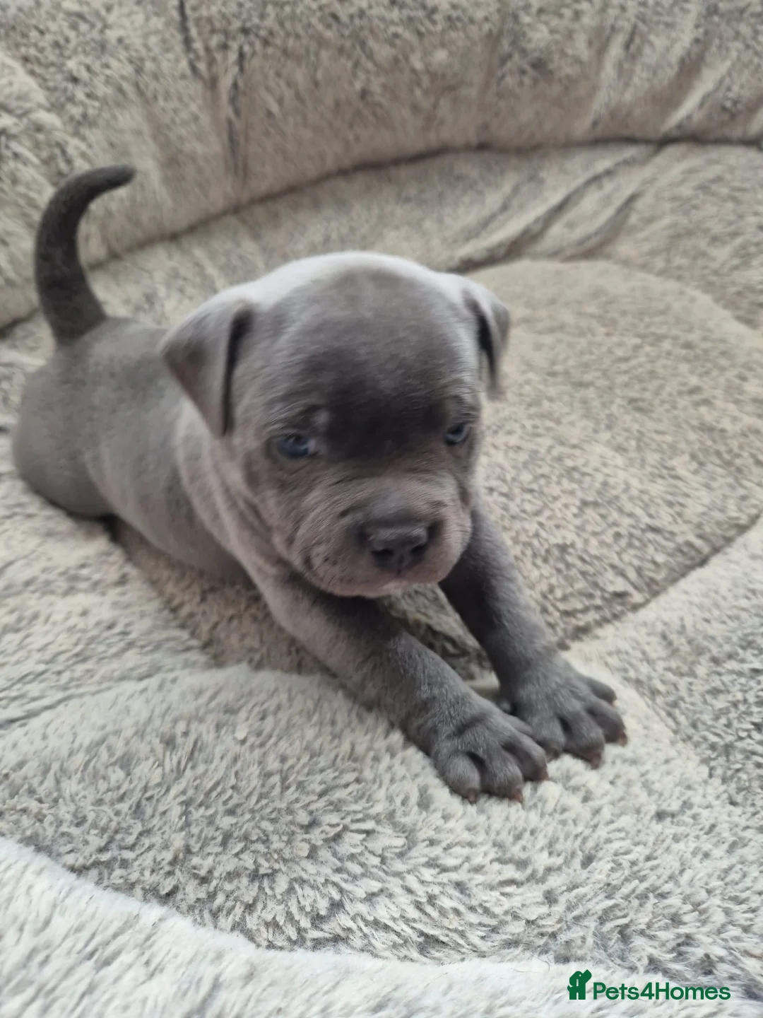 Staffordshire Bull Terrier dogs for sale: Blue Staffordshire Bull Terrier Puppy for Sale   - Advert 3