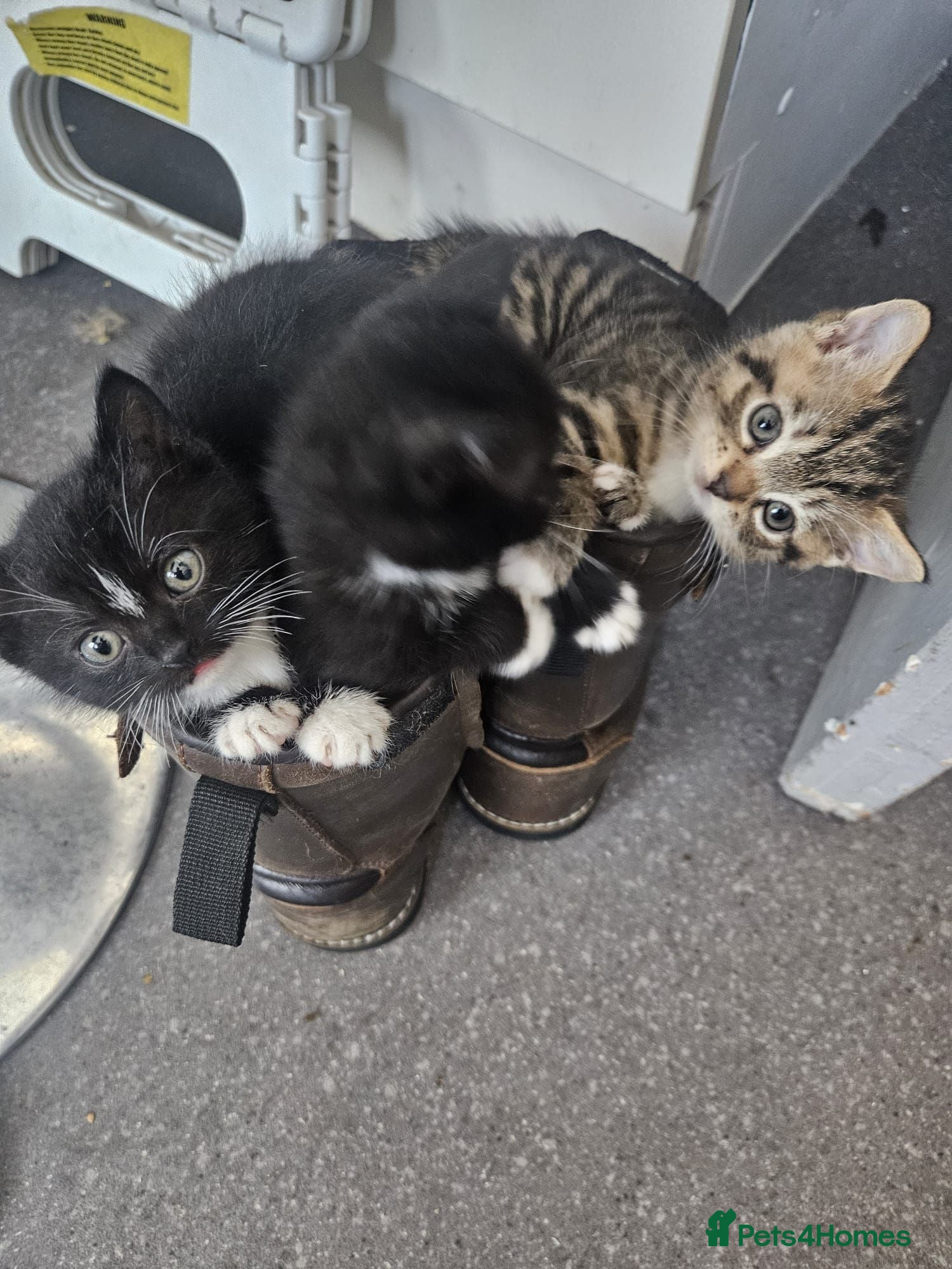 British Shorthair cats British Shorthair cross kittens Tabby Black/white - Advert 5