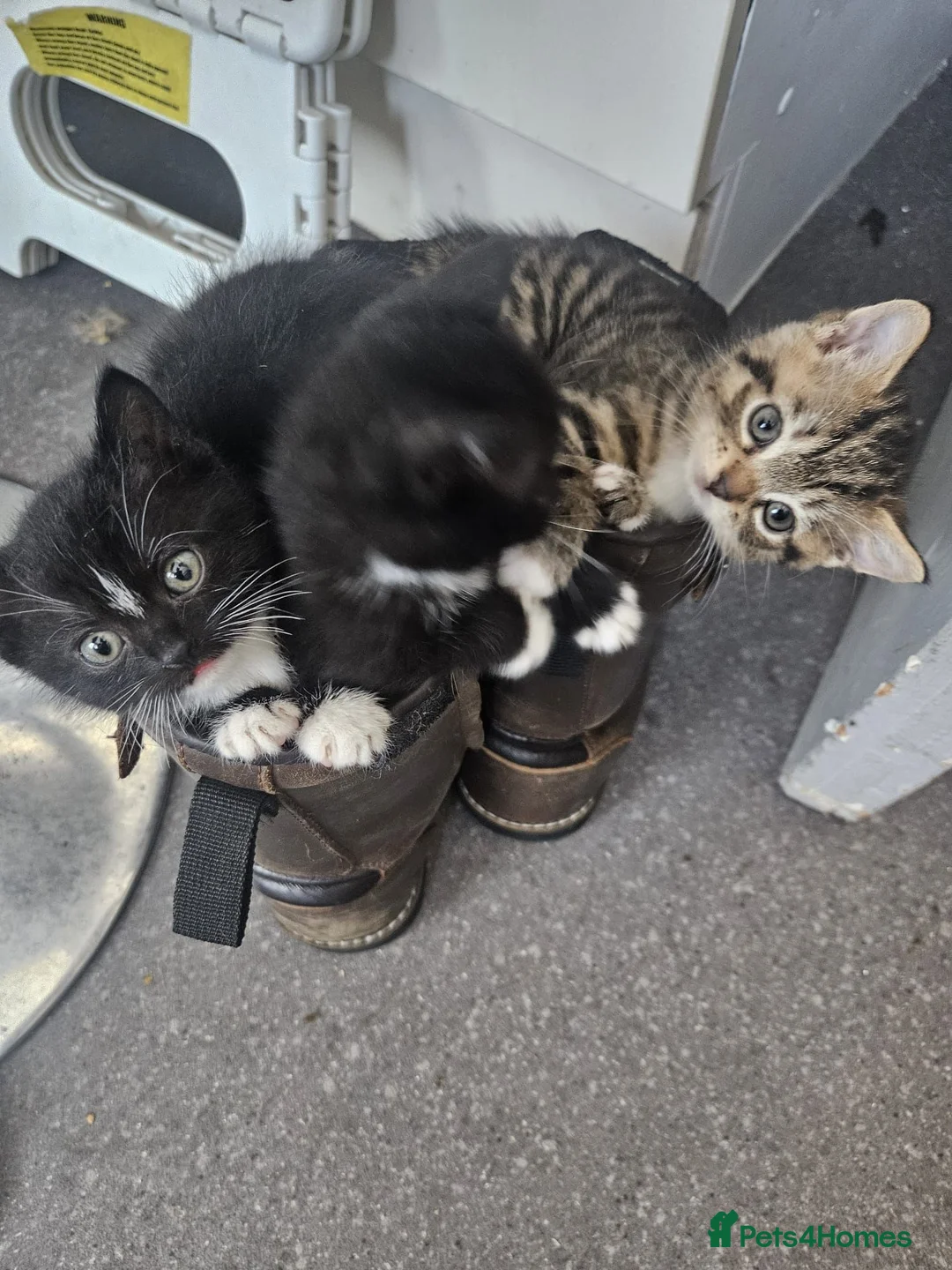British Shorthair cats for sale: British Shorthair cross kittens Tabby Black/white - Advert 1