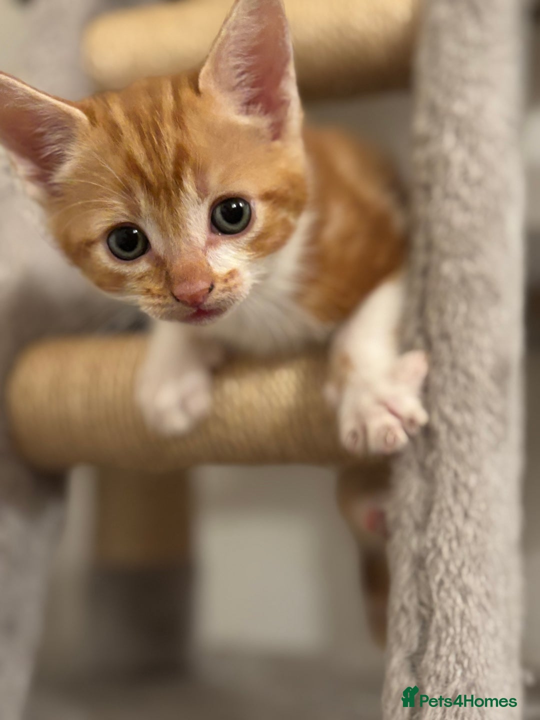 Domestic Shorthair cats for sale: Beautiful friendly Kittens  - Image 27