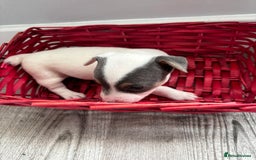 Jack Russell dogs for sale: Miniature Jack Russell’s   - Image 13