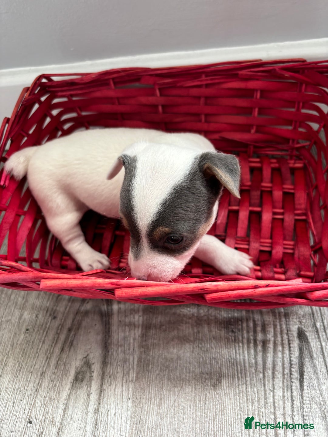 Jack Russell dogs for sale: Miniature Jack Russell’s   - Image 13