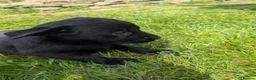Labrador Retriever dogs for sale: Beautiful KC Labrador Puppies - Advert 9