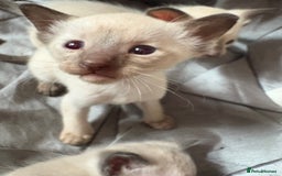 Siamese cats for sale: Traditional Siameses Only 2 available to reserve - Image 5