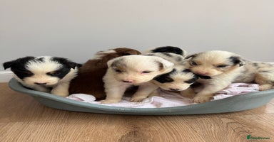 Australian Shepherd dogs - Advert 9