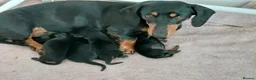 Miniature Dachshund dogs for sale: Mini smooth dachshunds - Advert 1
