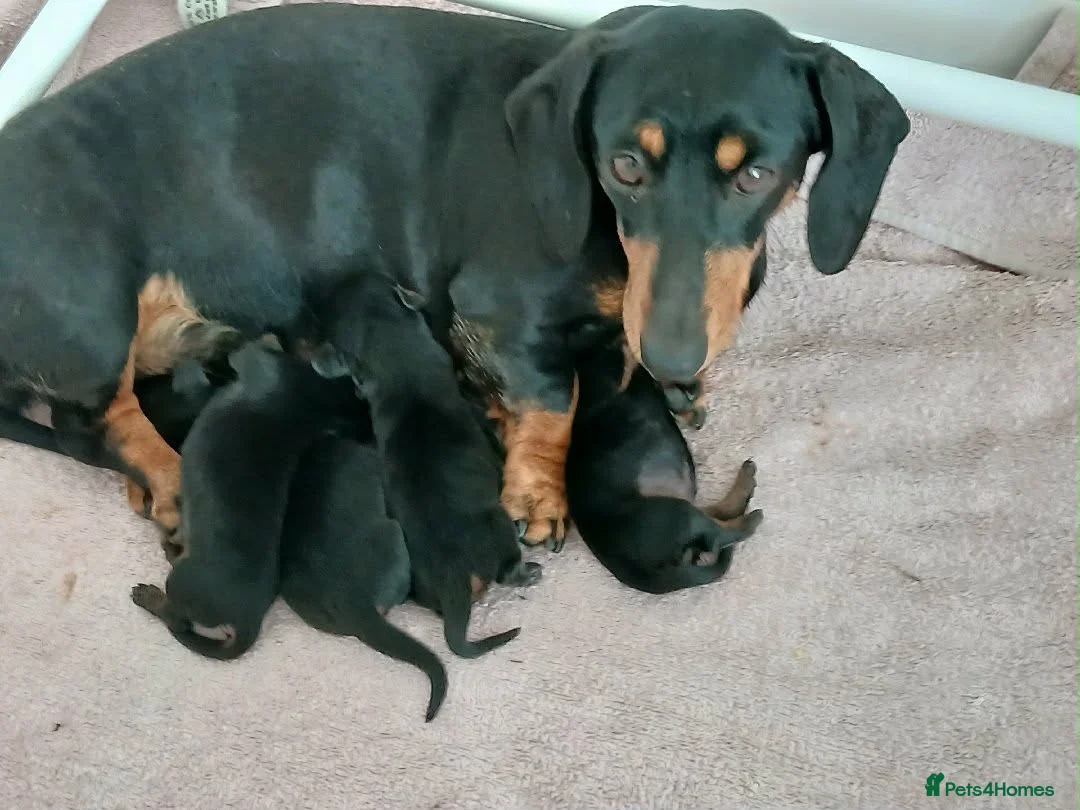 Miniature Dachshund dogs for sale: Mini smooth dachshunds - Advert 1