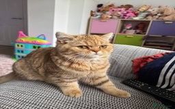Exotic cats for sale: Exotic shorthair - Image 1