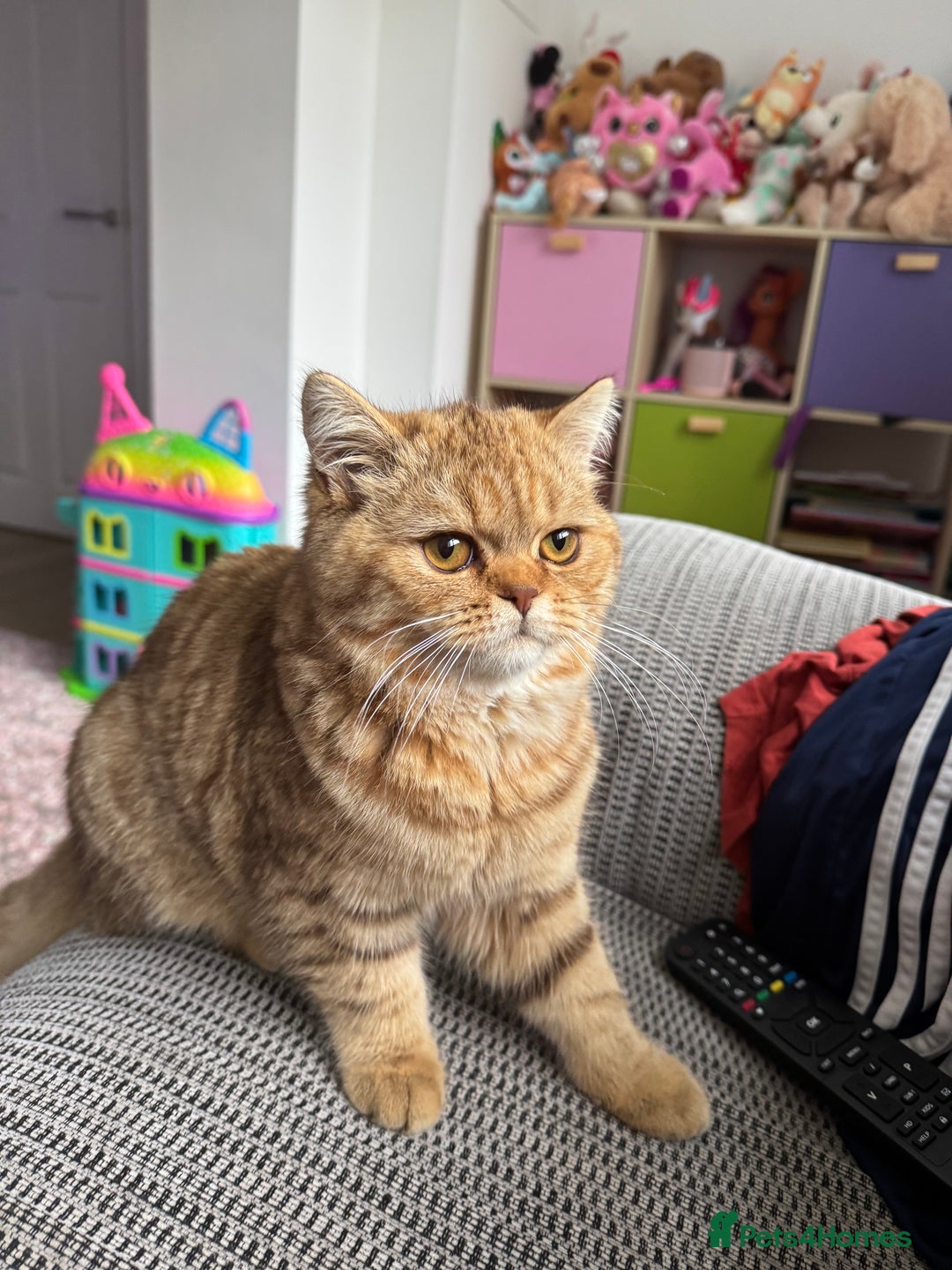 Exotic cats for sale: Exotic shorthair - Image 1