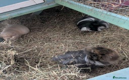 Guinea Pig rodents for sale: 3 female guinea pigs and all equipment with them  - Image 1