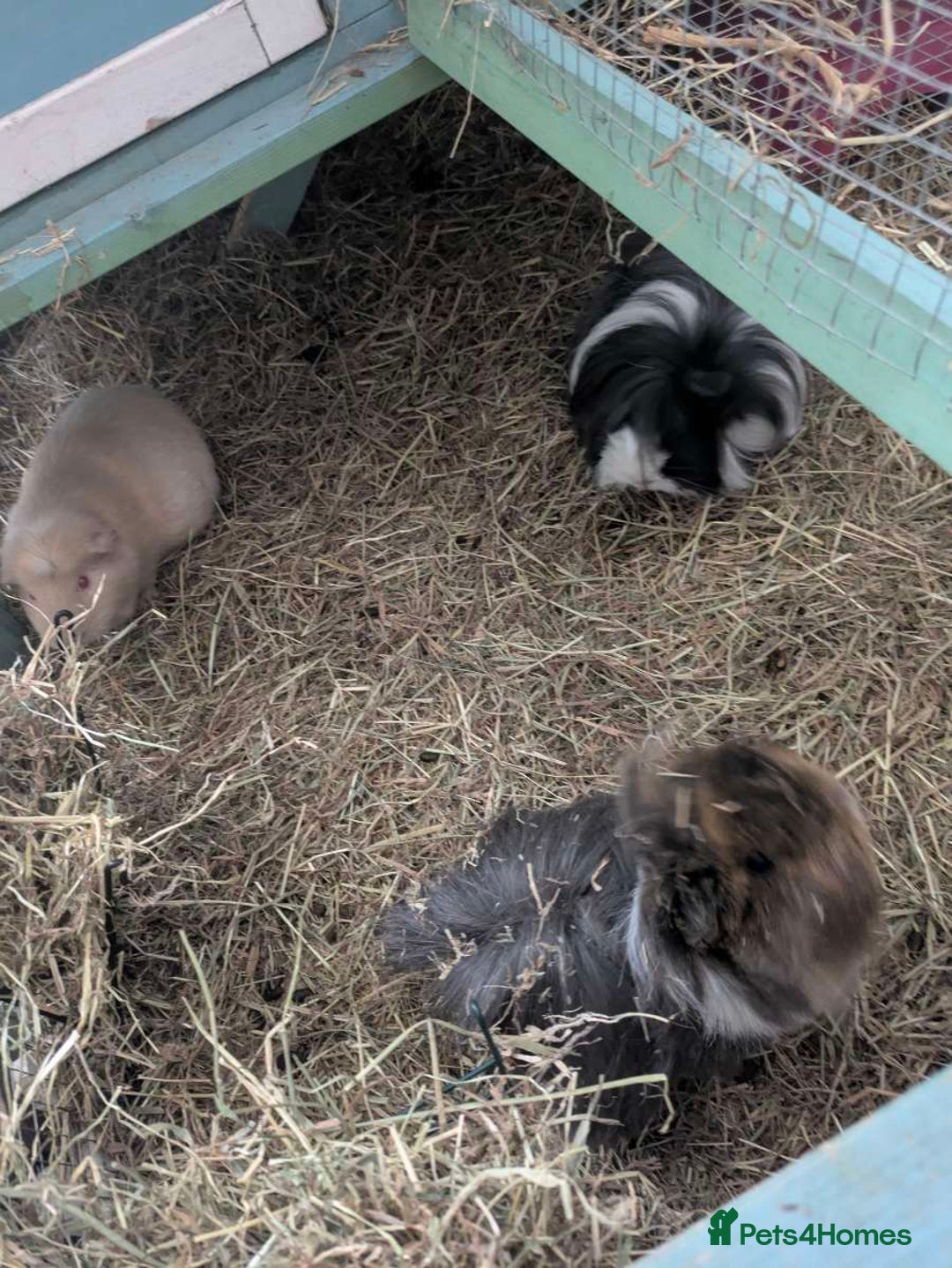 Guinea Pig rodents for sale: 3 female guinea pigs and all equipment with them  - Image 1