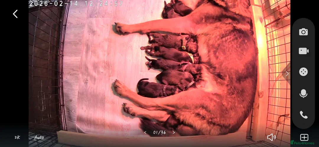 Mixed Breed dogs for sale: Belgian Malinos × GSD Puppies - Advert 2