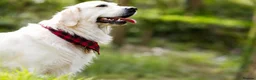 Golden Retriever dogs for sale: Therapy Dog -Multi-Championship Bloodlines - Advert 4