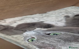 Russian Blue cats for sale: Pure Russian Blue Kittens 😸 💙 😍  - Image 5