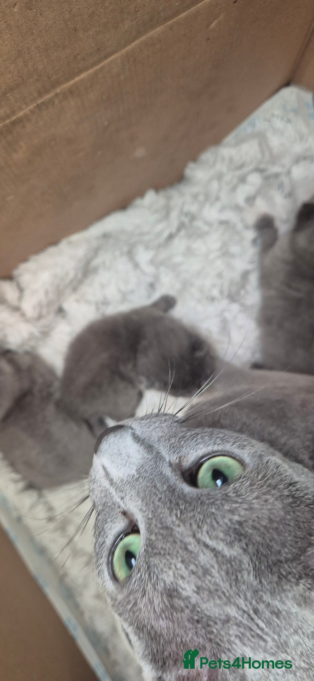 Russian Blue cats for sale: Pure Russian Blue Kittens 😸 💙 😍  - Image 5