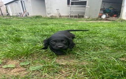 Mixed Breed dogs for sale: * Spangold Retrievers 2 beautiful boys left * - Image 14