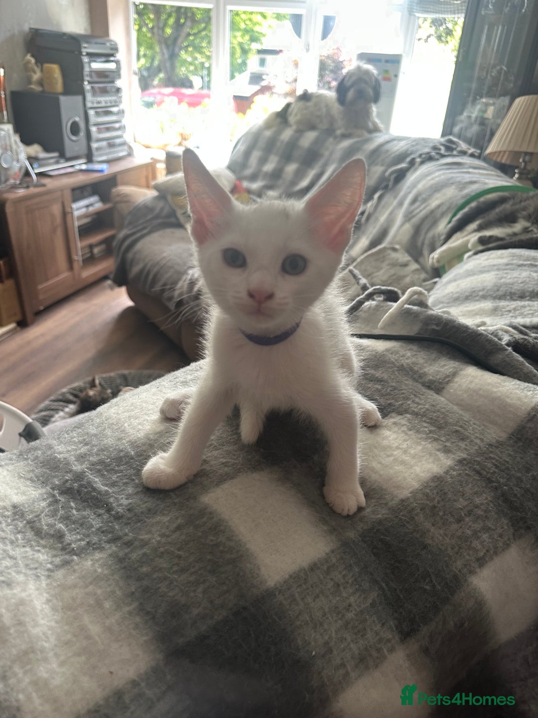 Maine Coon cats for sale: Mainecoon x  - Image 6