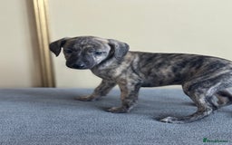 Whippet dogs for sale: Stunning whippet pups - Image 2
