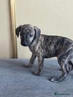 Whippet dogs - Advert 14