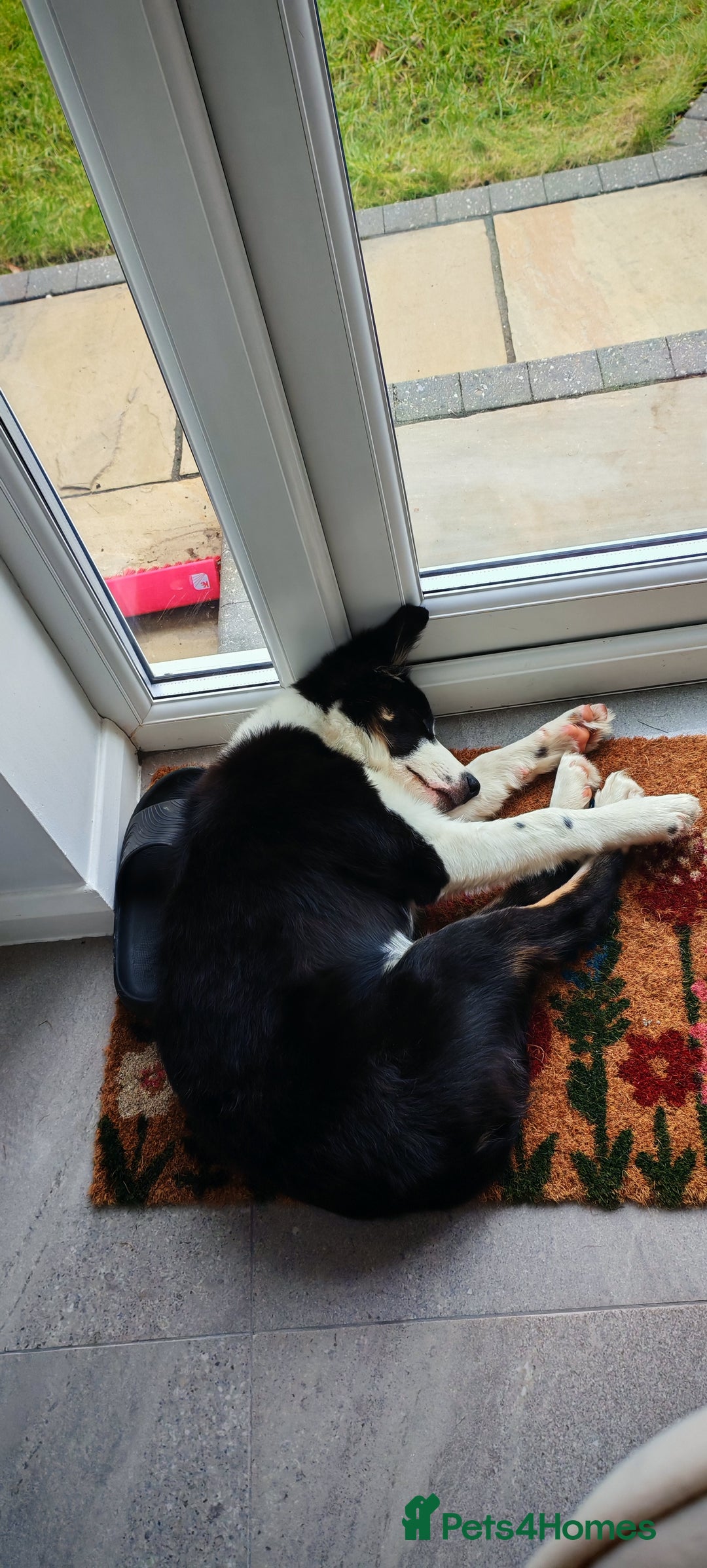 Border Collie dogs for sale: Border Collie girl  - Advert 4