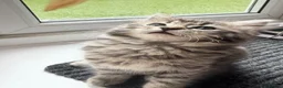 Mixed Breed cats for sale:  3 Beautiful Ragdoll Mix Kittens Left  in Gateshead - Advert 9