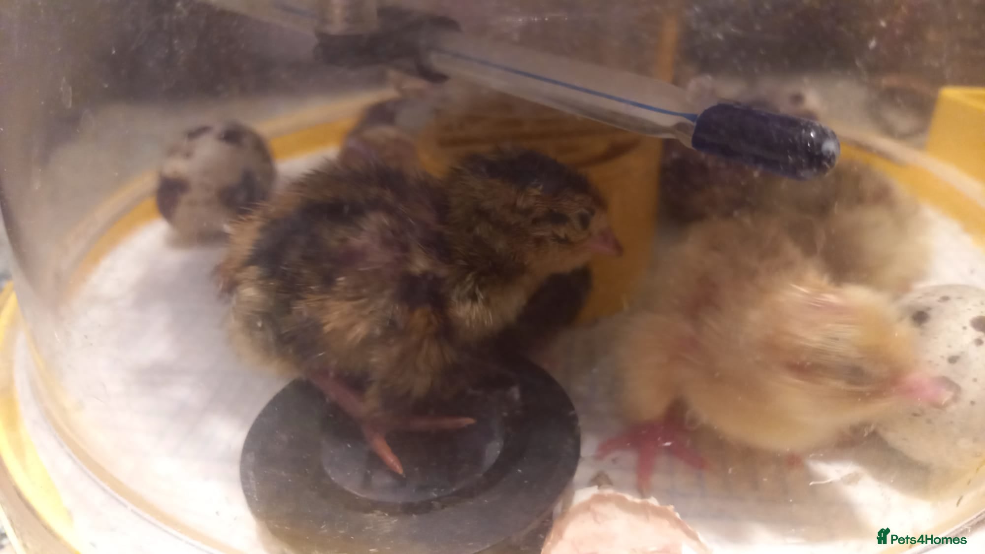 Quail poultry Quail Chicks  - Advert 23