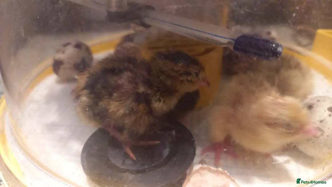 Quail poultry for sale: Quail Chicks  - Advert 1