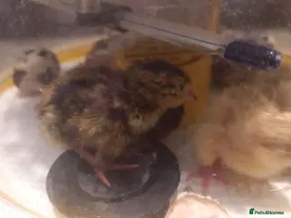 Quail poultry Quail Chicks - Advert 23