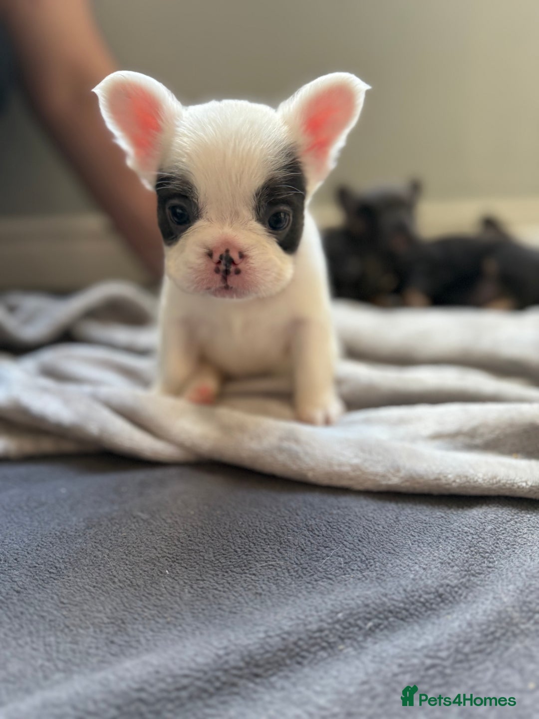 French Bulldog dogs for sale: Fluffy French Bulldogs 4 boys left  - Image 12
