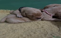 Labrador Retriever dogs for sale: KC Health Tested Fox Red Labrador pups  - Image 5