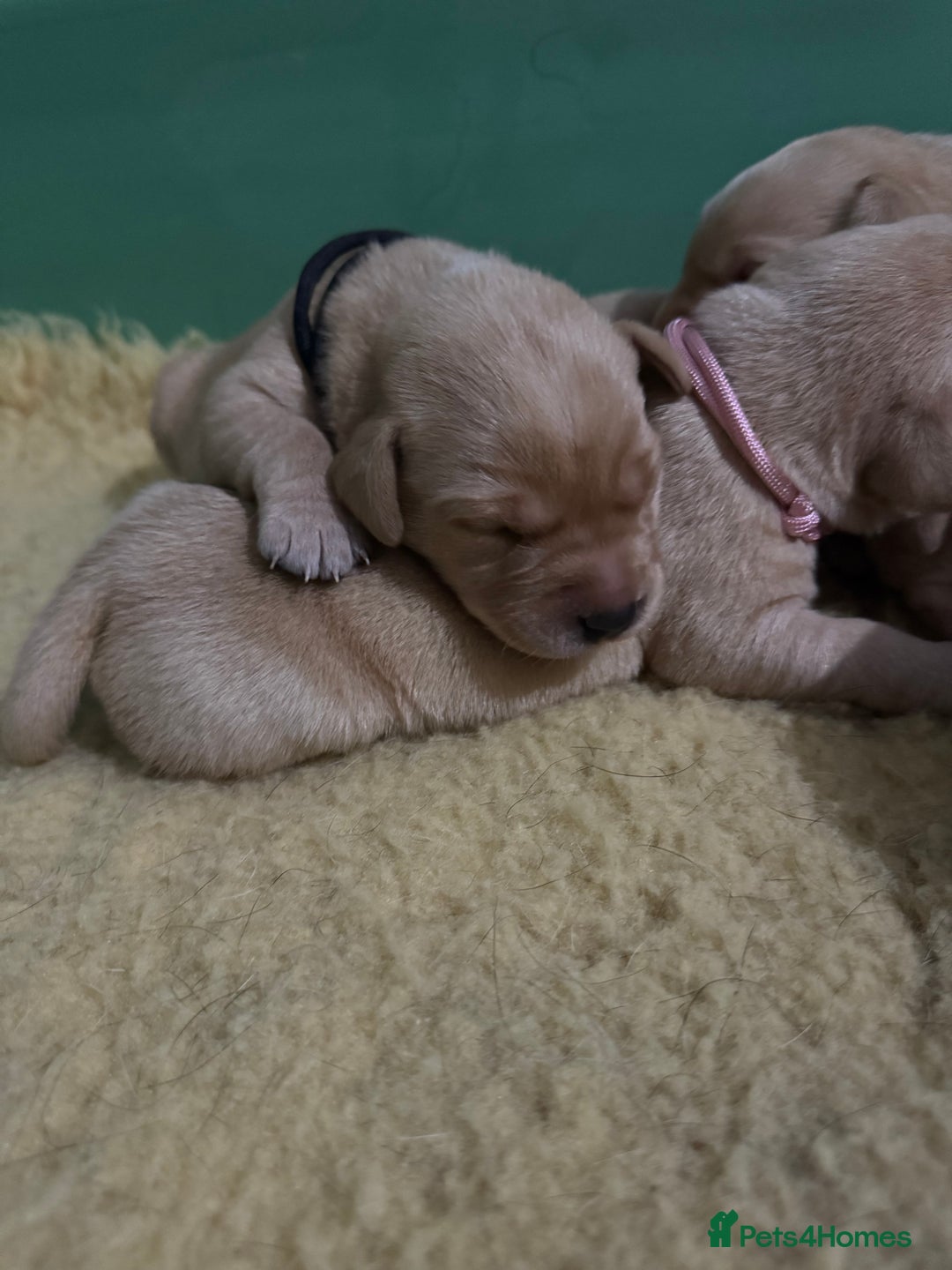 Labrador Retriever dogs for sale: KC Health Tested Fox Red Labrador pups  - Image 5