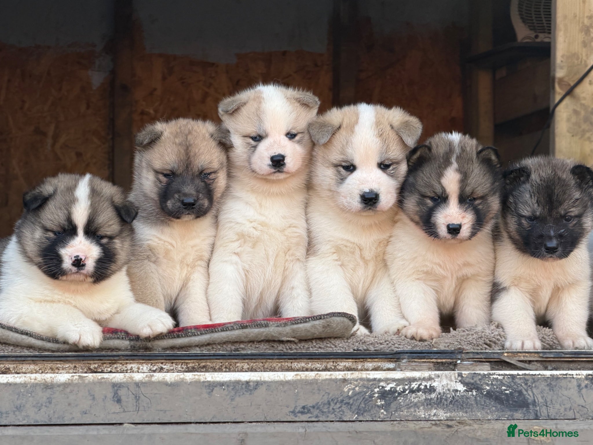 Mixed Breed dogs Stunning Akita puppies big fluffy family raised ❤️ - Advert 1