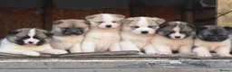 Mixed Breed dogs for sale: Stunning Akita puppies big fluffy family raised ❤️ - Advert 1