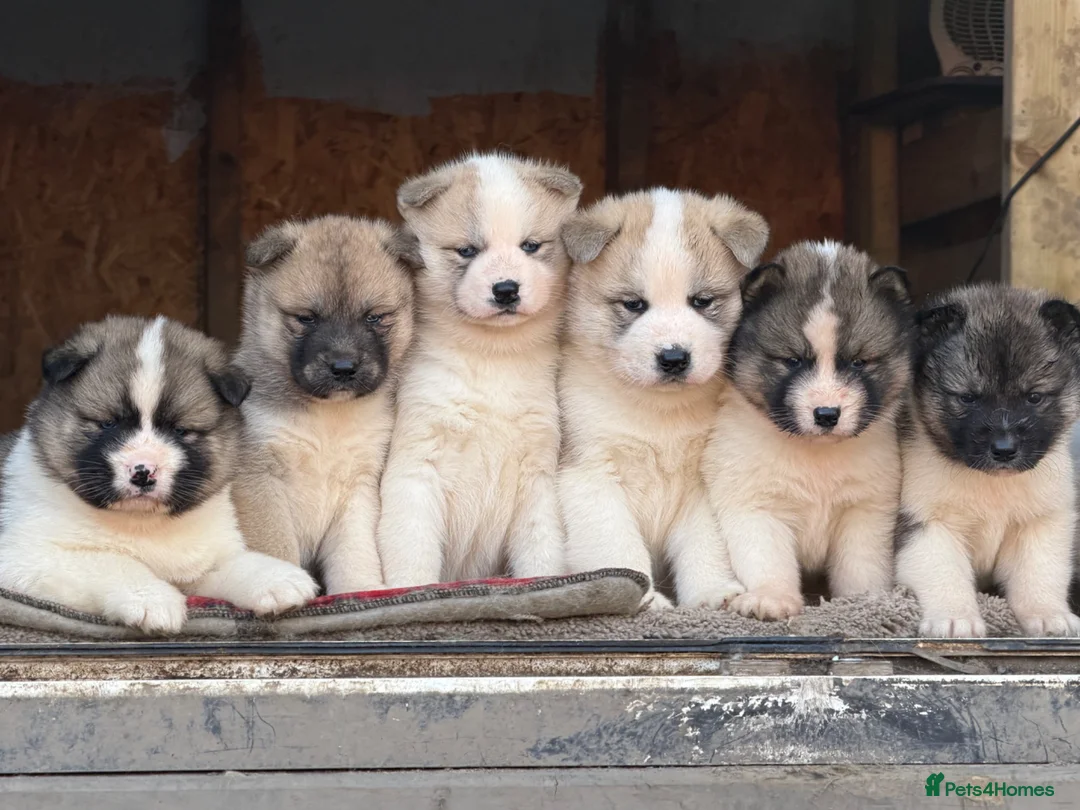 Mixed Breed dogs for sale: Stunning Akita puppies big fluffy family raised ❤️ - Advert 1