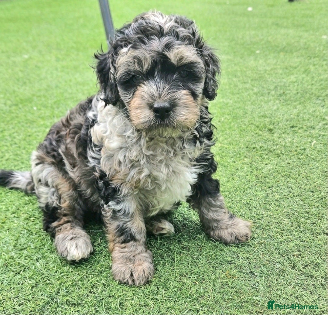 Cockapoo dogs  Ready now F1b toy American  cockerpoos  - Advert 11