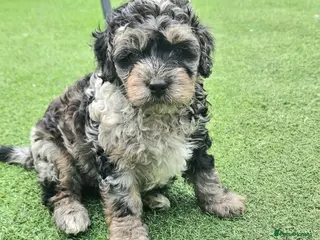 Cockapoo dogs Ready now F1b toy American cockerpoos - Advert 1