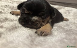 French Bulldog dogs for sale: MERLE FRENCH BULLDOG PUPPIES 🐾  - Image 11