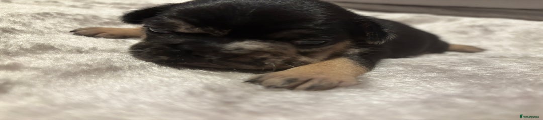 French Bulldog Puppy 4