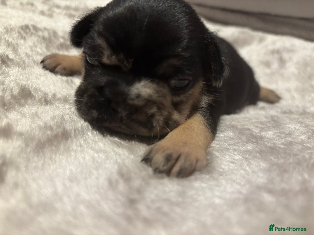 French Bulldog dogs for sale: MERLE FRENCH BULLDOG PUPPIES 🐾  - Image 11